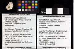 Foto (Objket + Etiketten) von Octoeurax acaresprora (Robins, Feldmann & Schweitzer, 2013) 